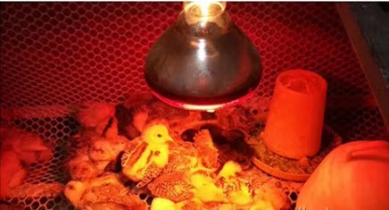 مصباح تسخين بالأشعة تحت الحمراء 200 w